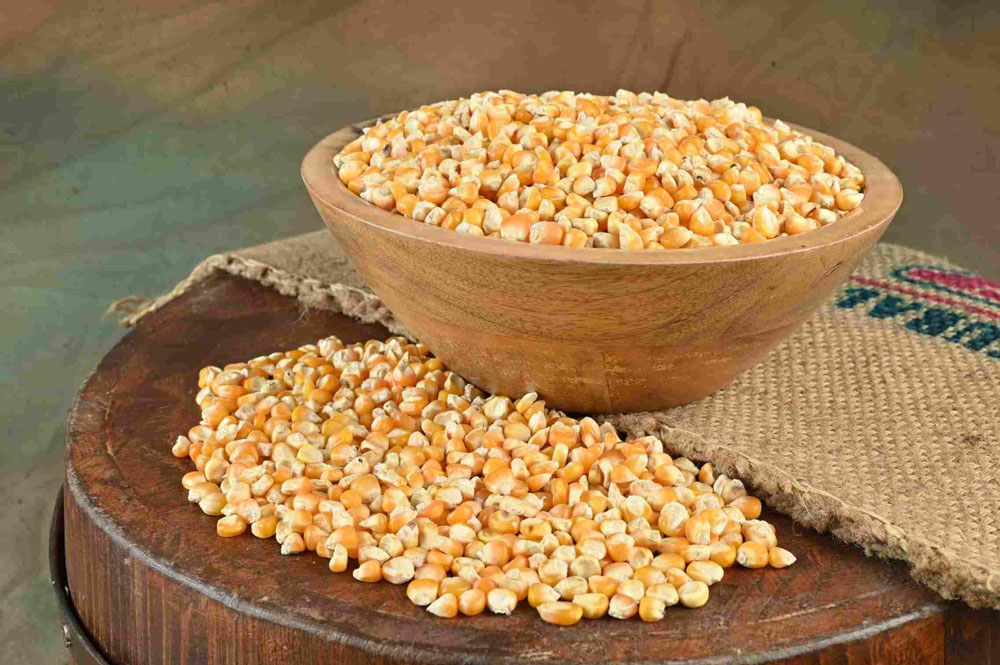 झापामा मकै खेती : उत्पादन र क्षेत्रफल बढ्यो