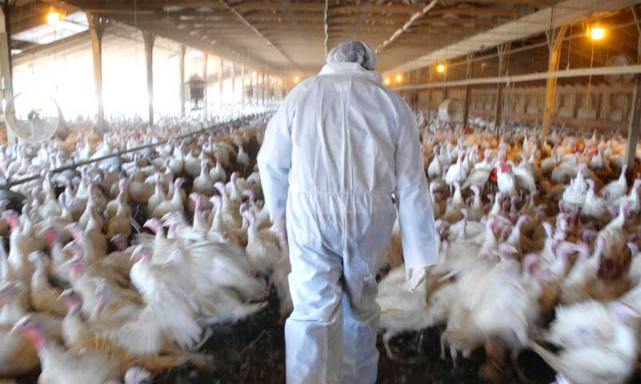 झापा लगायत तीन जिल्लामा बर्ड फ्लू सङ्क्रमण, ८५ हजार कुखुरा नष्ट
