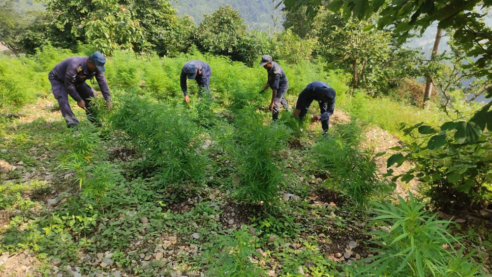 धनकुटा र उदयपुरको गाँजा खेती नष्ट