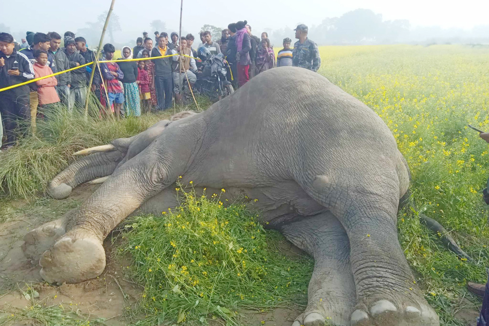 झापाको बाह्रदर्शीमा हात्ती मृत फेला