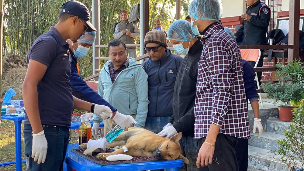 बिर्तामोडमा कुकुर बन्ध्याकरण शिविर सुरु