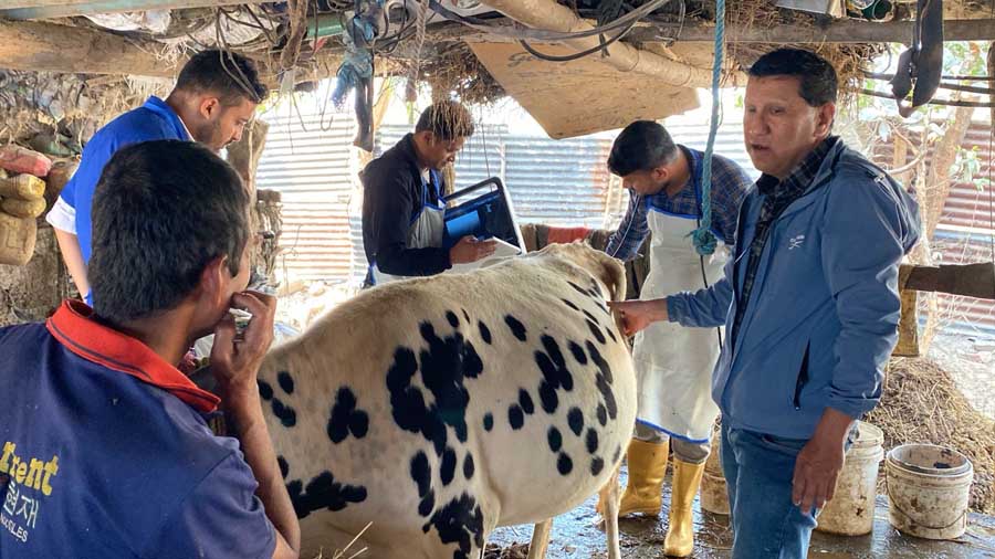 गाईमा देखिएको समस्या समाधानका लागि कृषकको गोठमै पुगेर सेवा