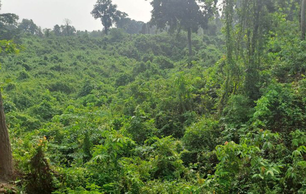 संकटमा झापाको “रुखहरूको राजधानी”