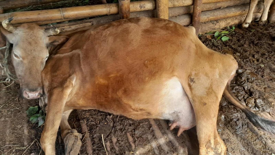 इलाममा चट्याङ लागेर गाईको मृत्यु !