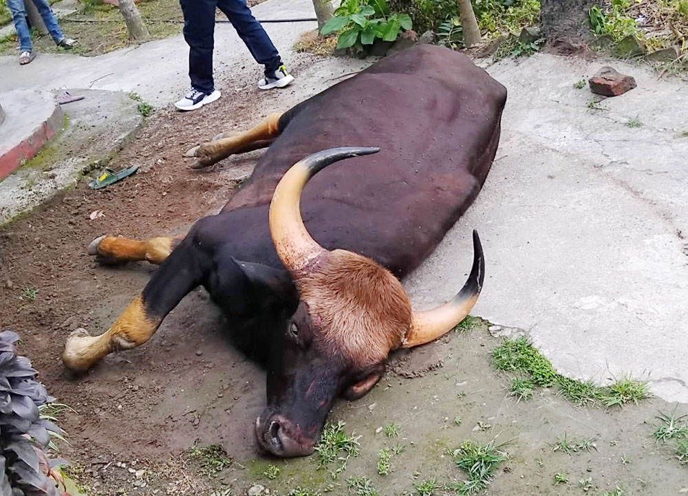 झापामा जंगली गौर प्रजातिको साँढे गोरुको मृत्यु