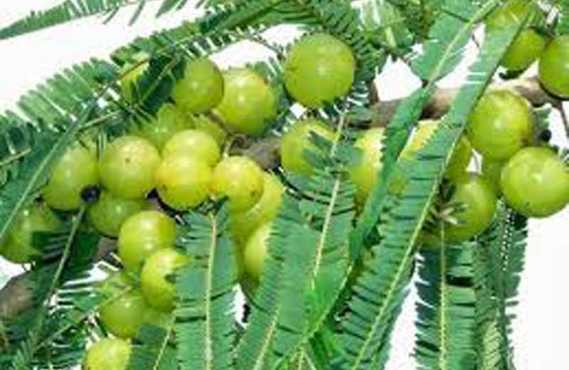 अमला एक फाइदा अनेक